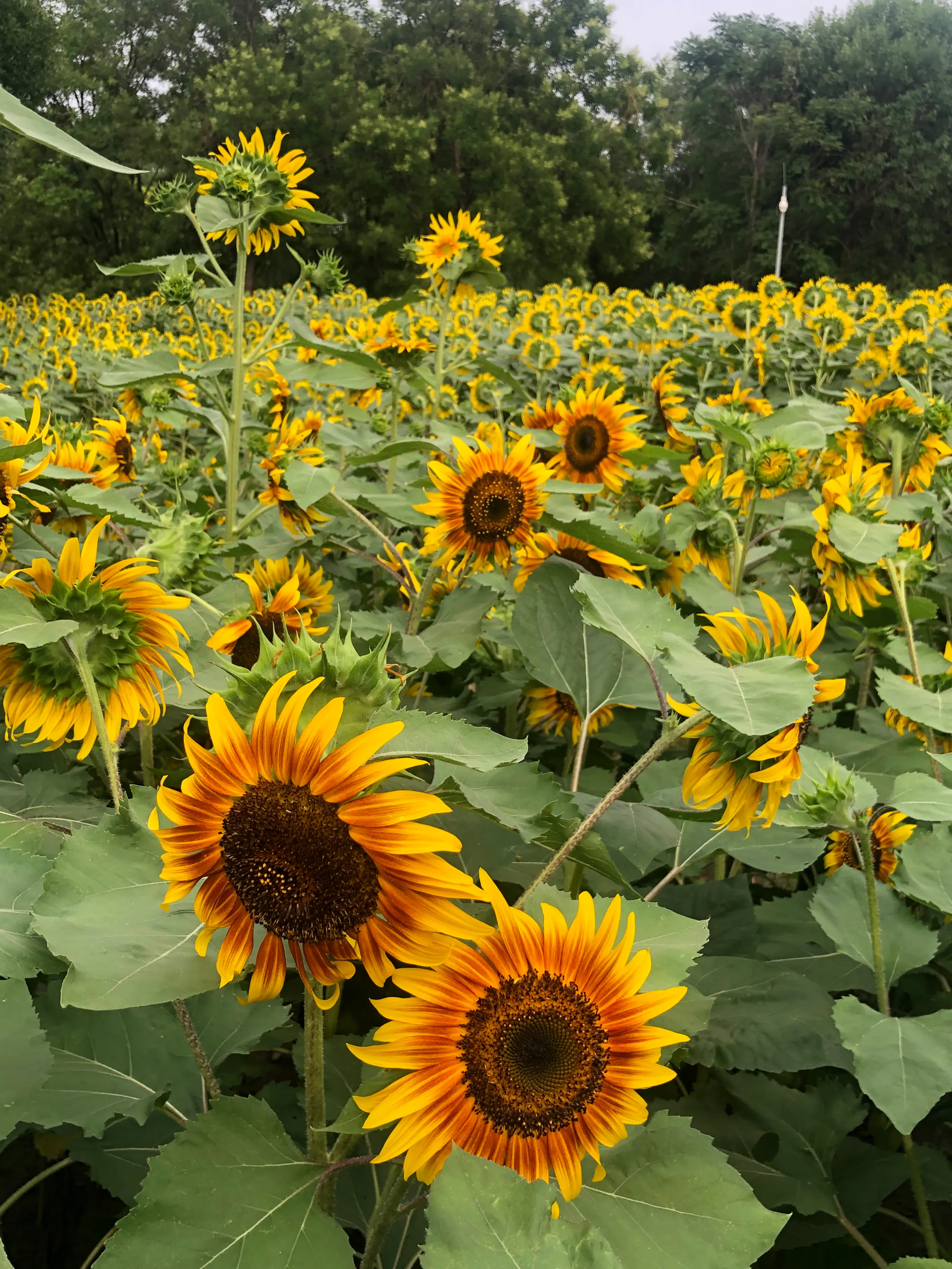 荷花开了，向日葵笑了，嫩绿的地肤草又种上了