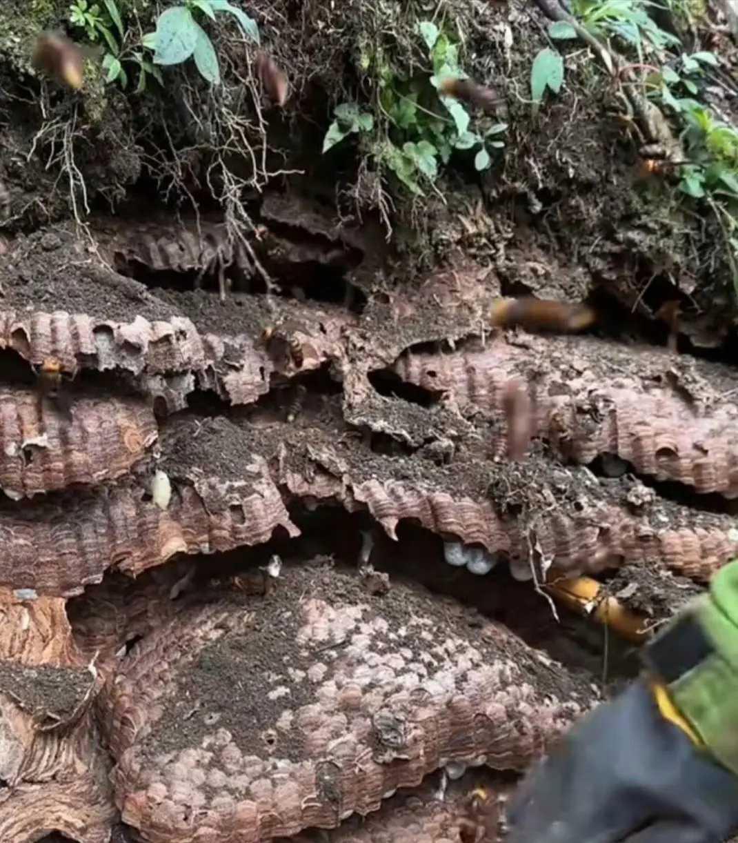老铁们，看看这是什么东西，是不是挖到宝贝了？