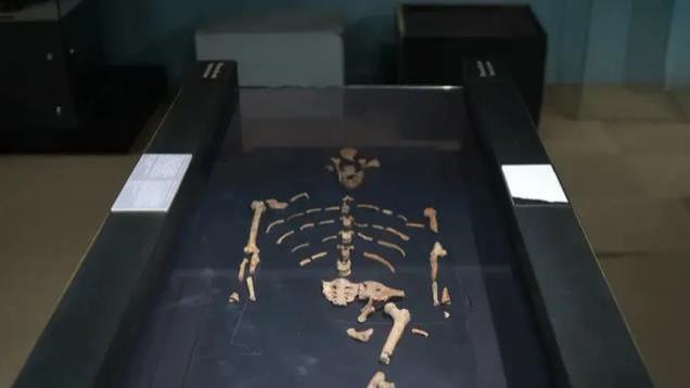 探寻人类起源：从神造到科学，新理论改写历史？