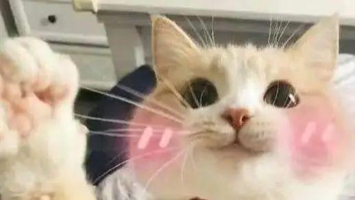 原来猫咪用头撞人是这个意思啊！这谁能抵抗得住呀？