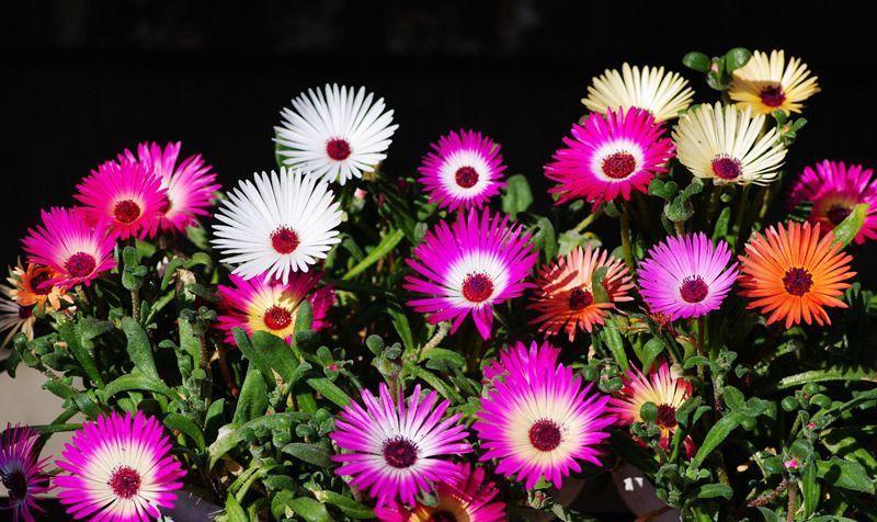 






春暖花开的季节，一起来“云”赏花吧！这种花名叫“彩虹菊”，从国外引