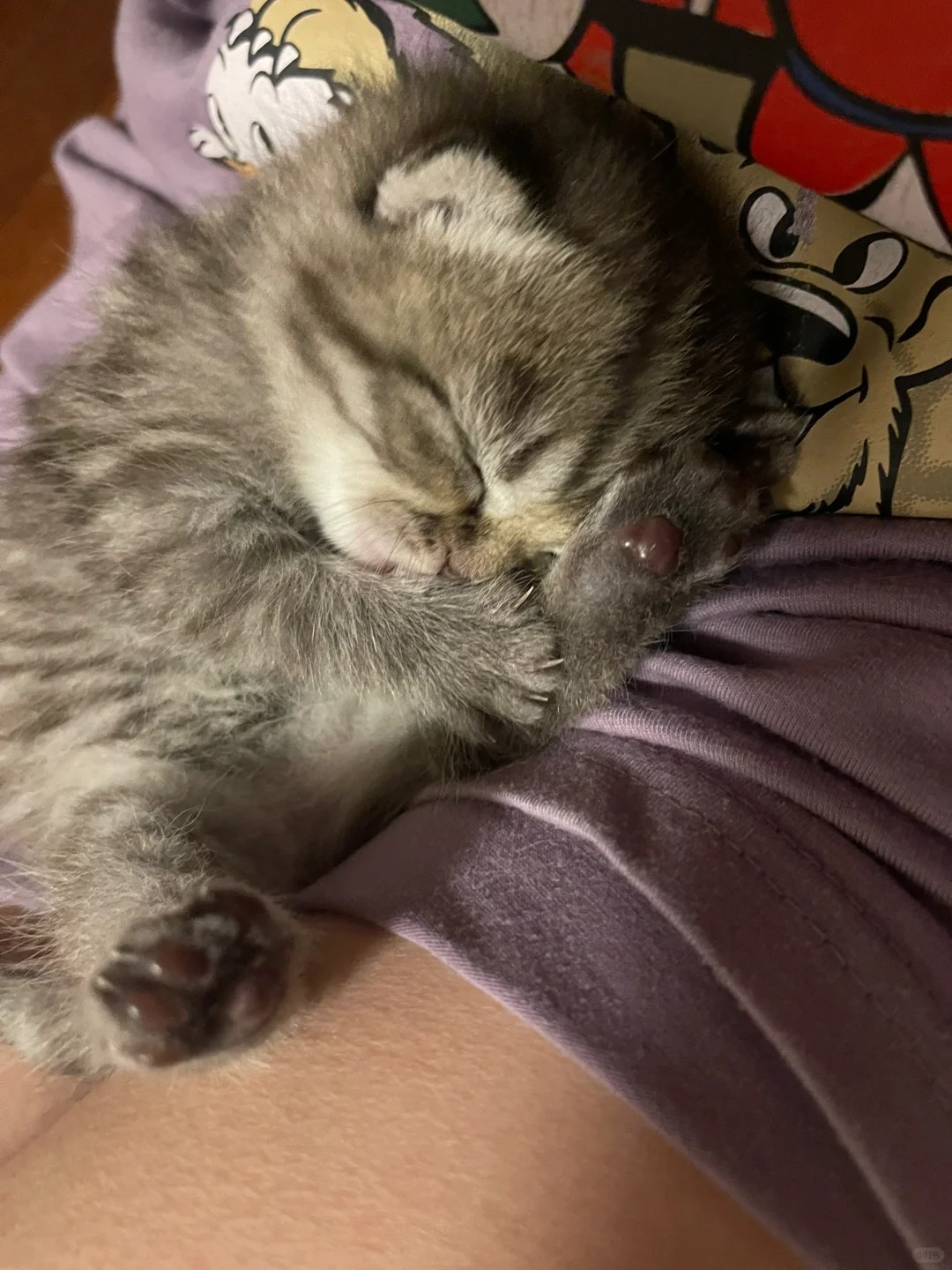 想要一个全是小小猫睡觉的评论区