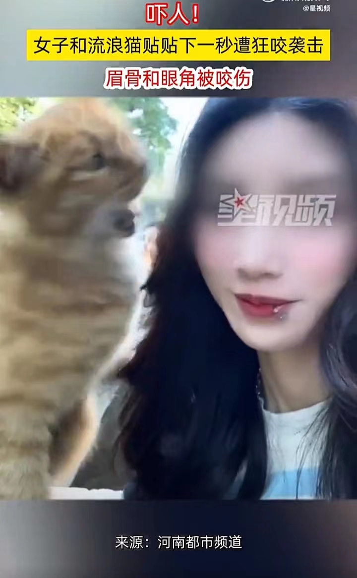 和流浪猫狗合影需要注意！