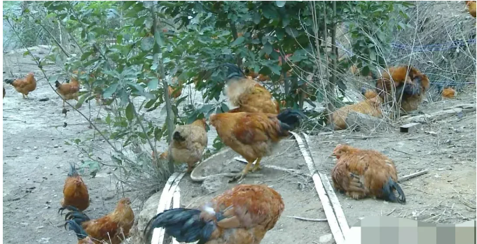 广西南宁，一女子开办了一个养鸡场，养鸡场200米处有一个物流仓库。事发当晚，物流