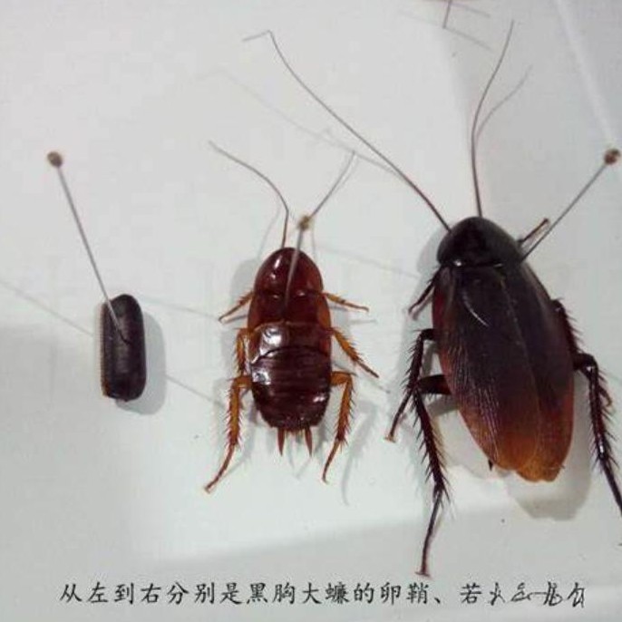 在我们的日常生活中，谈到蟑螂，许多人都会立刻联想到令人不寒而栗的情景。它们作为一