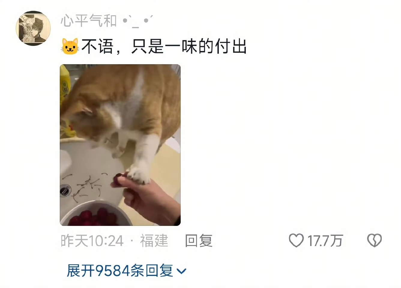 猫:谢谢我不吃