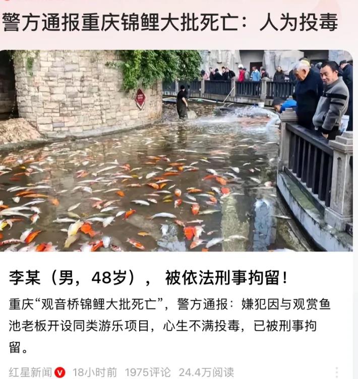“损人不利己！”重庆，一公园观赏鱼池内，大量锦鲤一夜之间离奇死亡，目击者称死鱼密