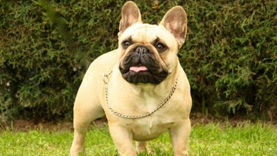 狗狗介绍：斗牛犬
