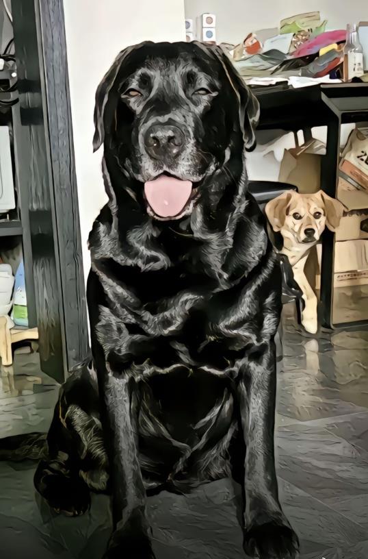 取个名字不带黑字，但一听就是一条黑犬！谢谢