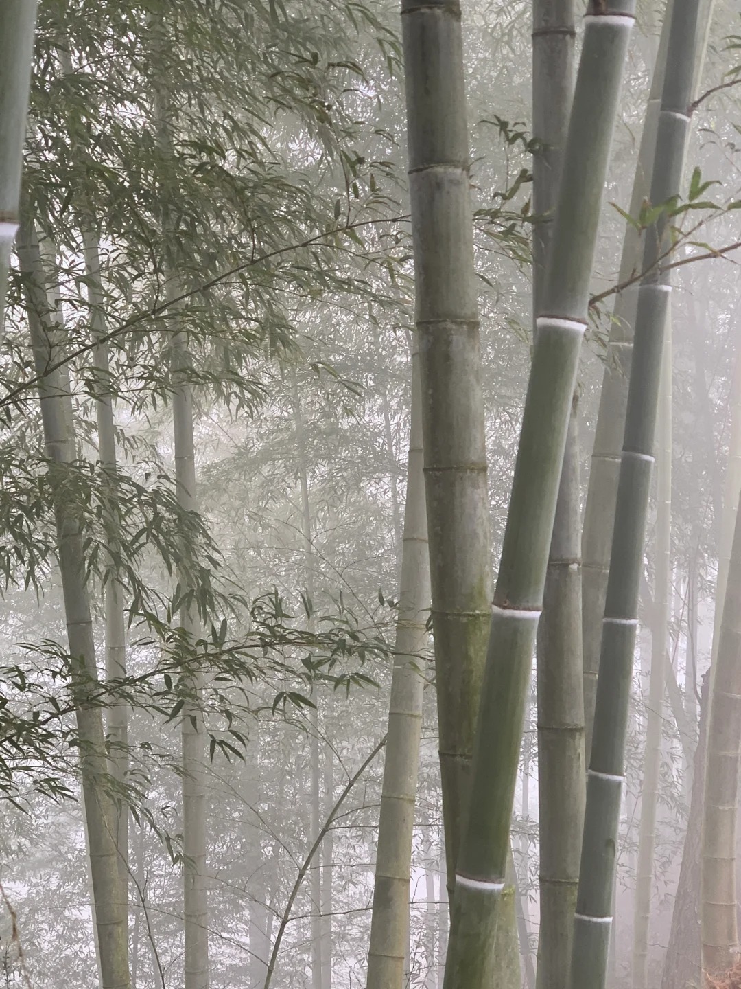live图｜清晨雾竹
早上起了大雾，竹子有实有虚，好有意境