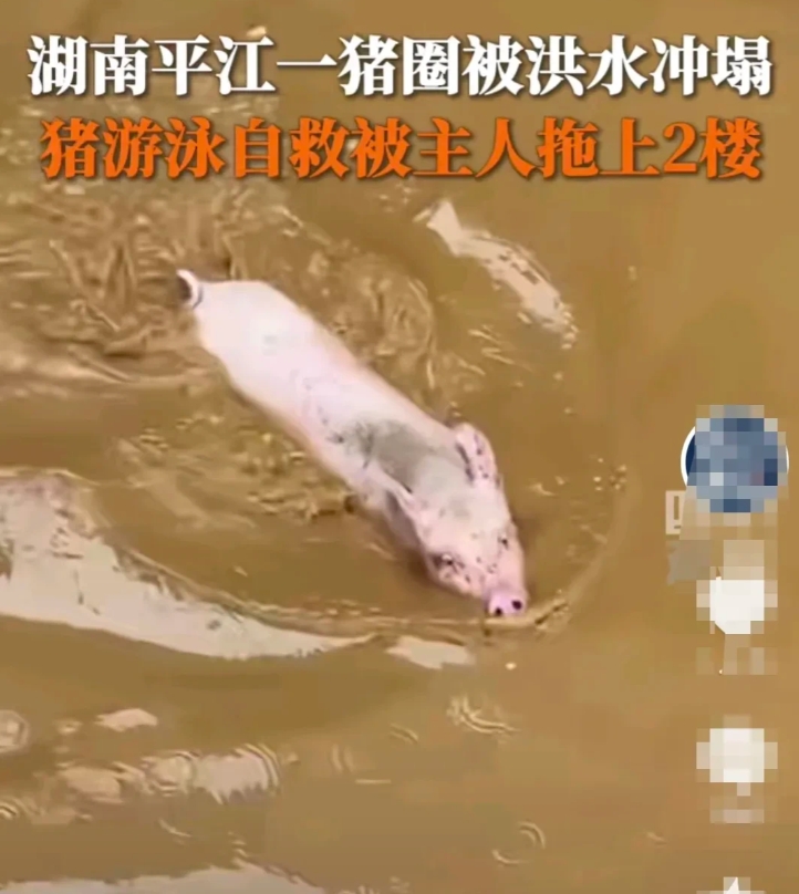 湖南平江严重洪涝灾害，洪水将城区及乡村几乎全部淹没，很多平房和一楼泡水，群众财产