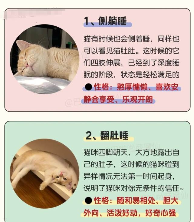 猫咪睡姿看性格