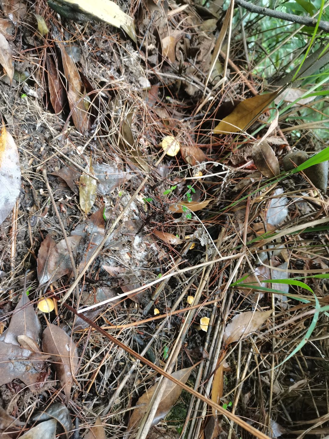 大学城山上的黏盖真的要捡吐了。
九月香太好看了，只想捡点九月香和鸡纵，哈哈哈，可