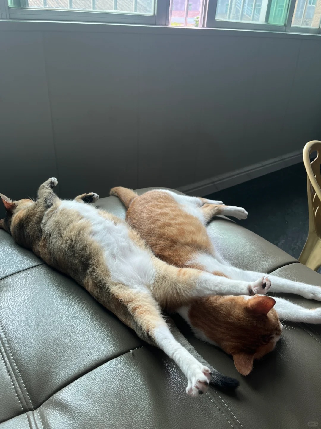 猫像主人是真的吗…
我以为只是个别古灵精怪，没想到个个这么奇葩