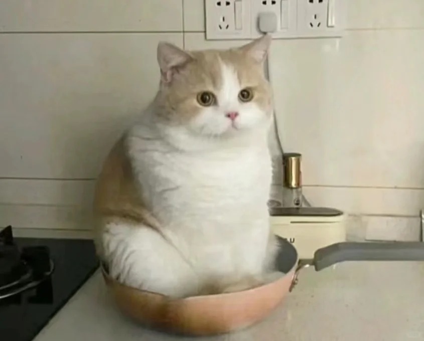 养猫上心和不上心真的很明显
看到好多有钱但是把猫养的乱七八糟的有的条件并不是很好