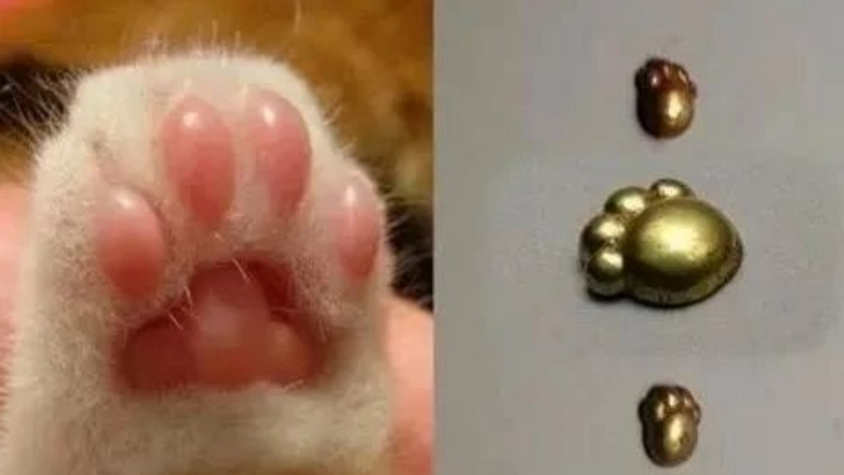 古墓挖出猫咪文物，造型稀奇！网友: 纯金猫爪，老祖宗也拒绝不了