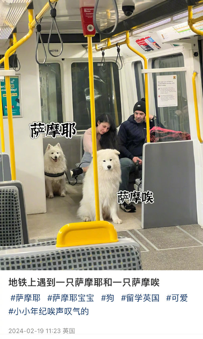 地铁上的萨摩耶和萨摩唉 