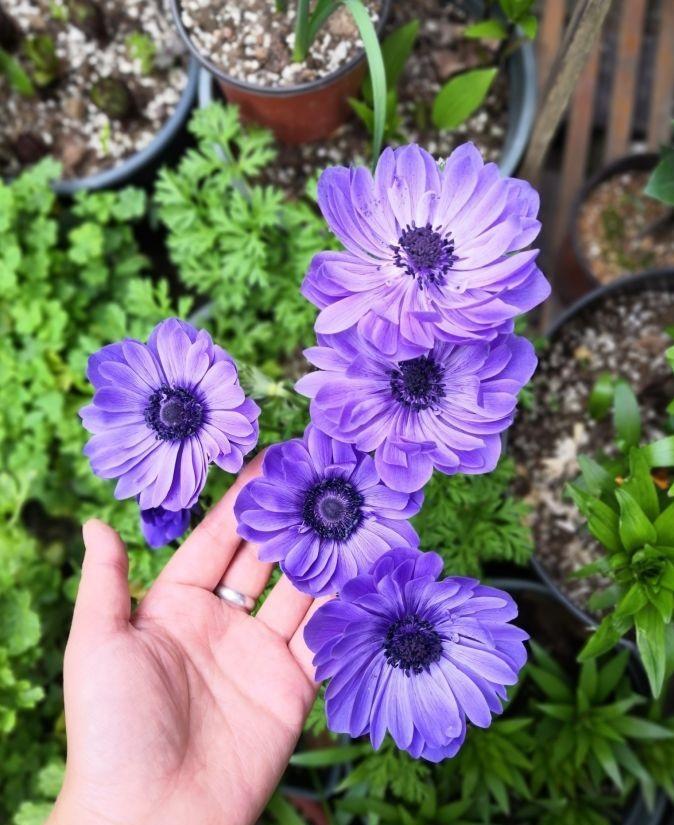 


耐寒植物有哪些？花毛茛、耧斗菜和银莲花。这种花就是“银莲花”，其原生种广泛