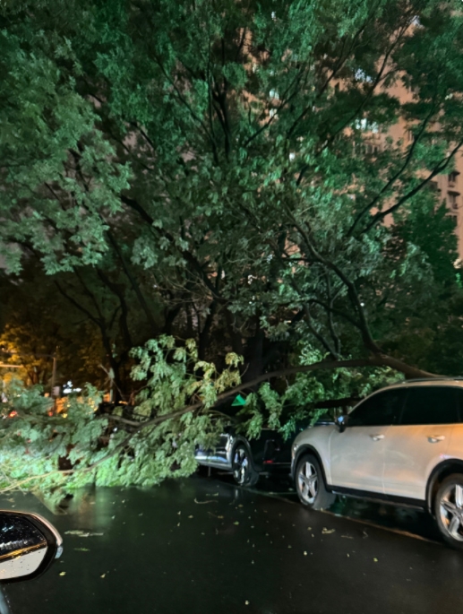 我感觉这是我见过做大的雨。

吓傻了。

图为雨后