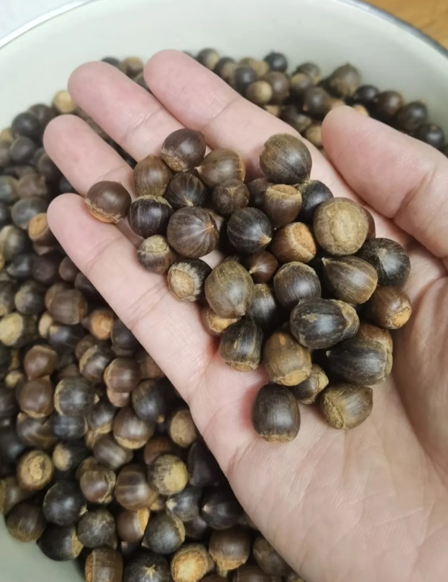 你们那有这种果子吗？
知道它的学名叫啥吗？
这些是我那勤劳的婆婆捡了一下午的成果