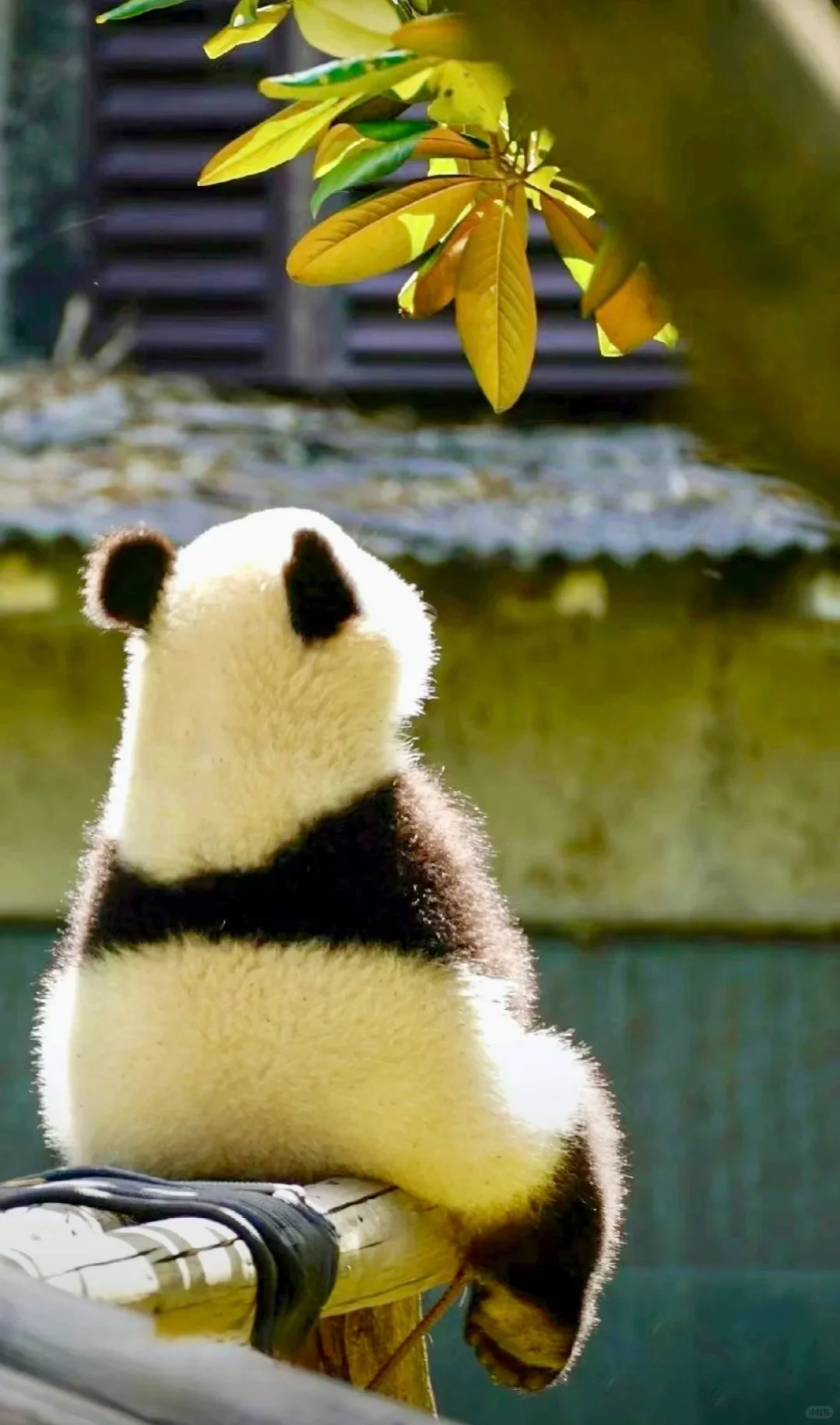 好爱小五啊🐼
一个软乎乎的
快乐小熊