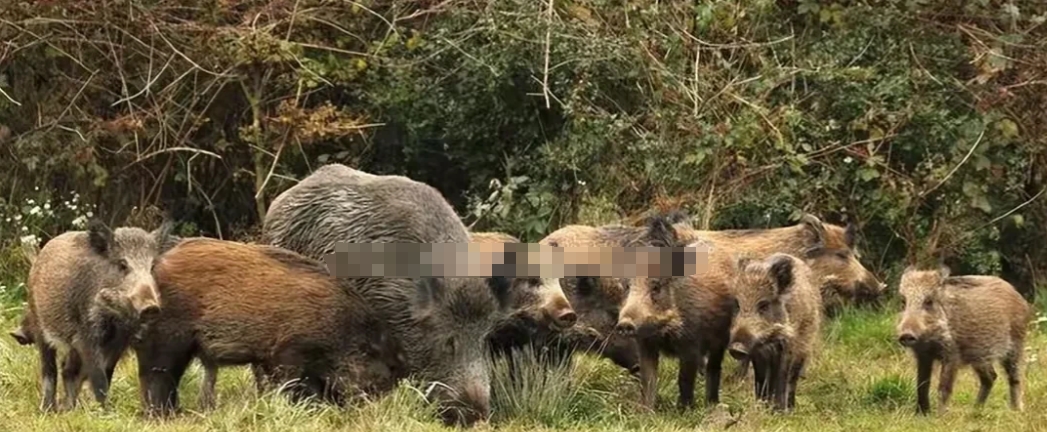 每平方公里四头野猪，这密度太恐怖了吧，如果不加以控制，后果不堪设想。
现在全国好