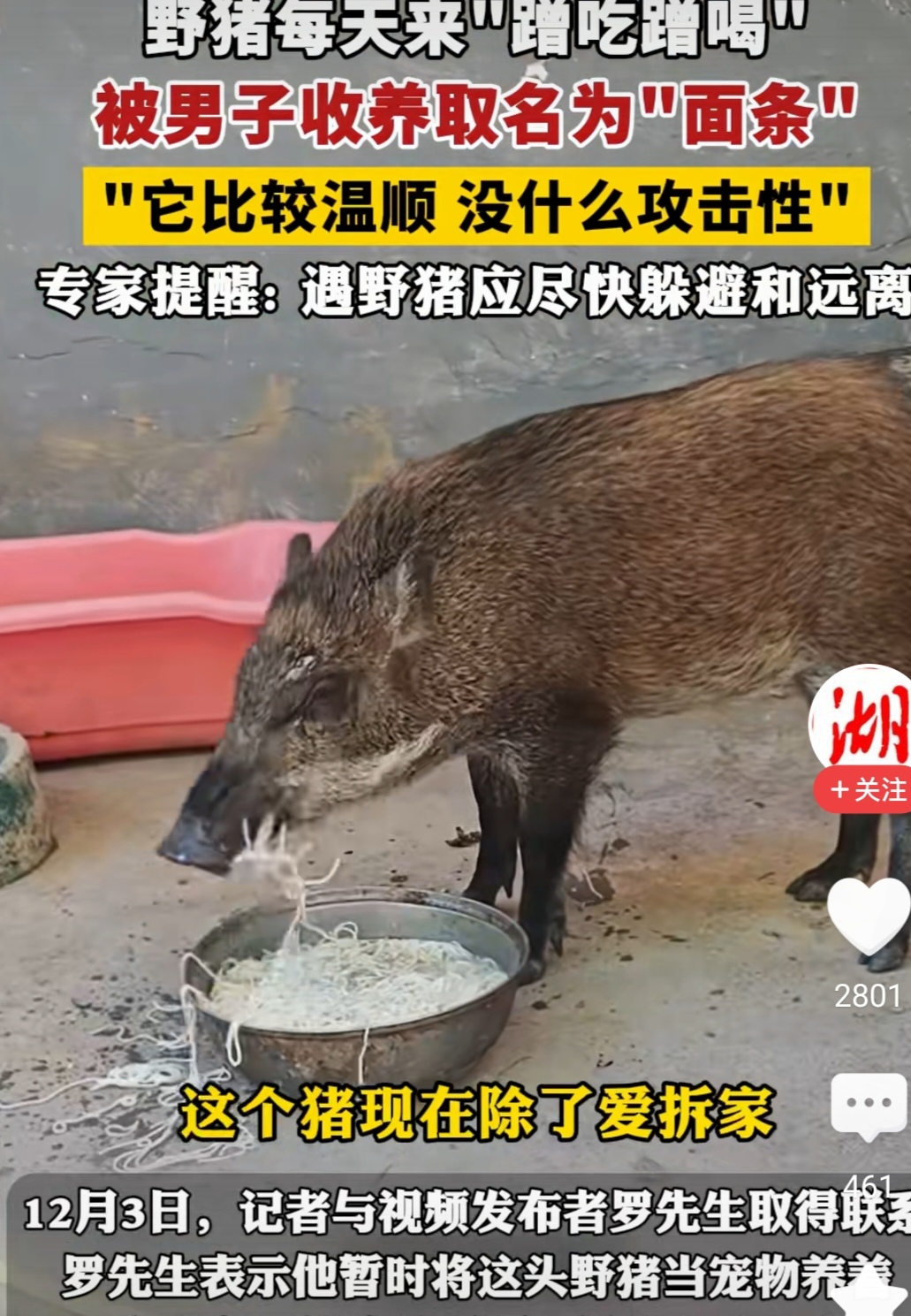 野猪每天来蹭吃蹭喝，被广东男子收养，起名“面条”
