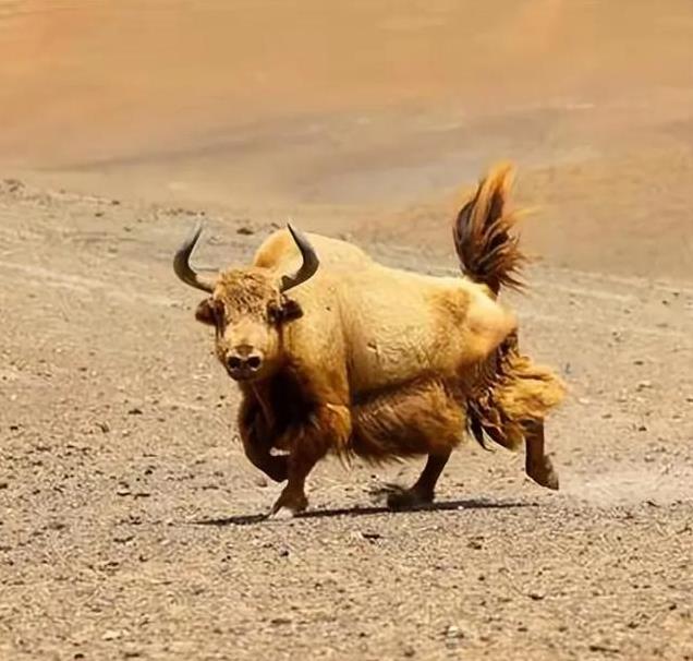 甘肃发现“黄金神兽”, 隐匿冰川之中, 全球不足300头, 极为罕见