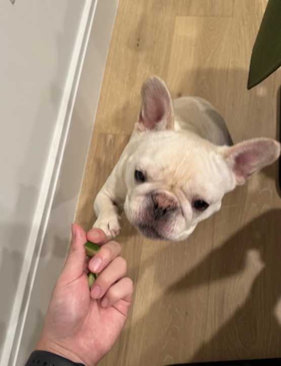 狗狗的搞笑日常