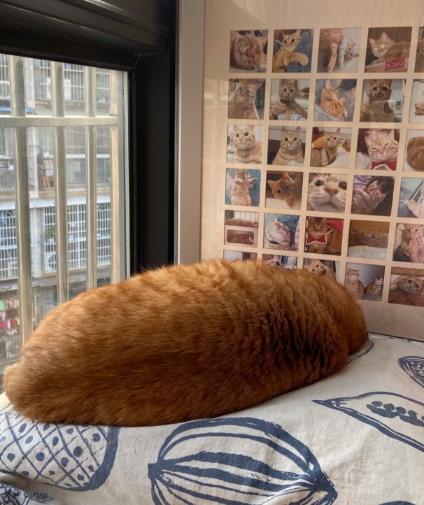 你家的猫有多重？