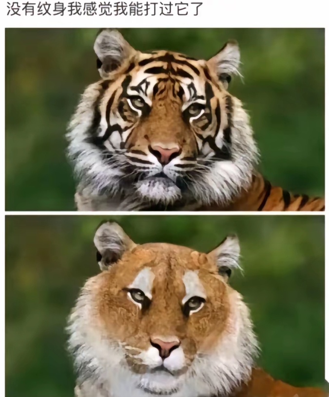 这样的老虎还挺可爱