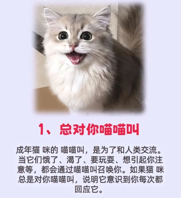 其实你的猫早就被你宠坏了！

今天给大家分享你的猫咪被你宠坏的几个细节，快来看看
