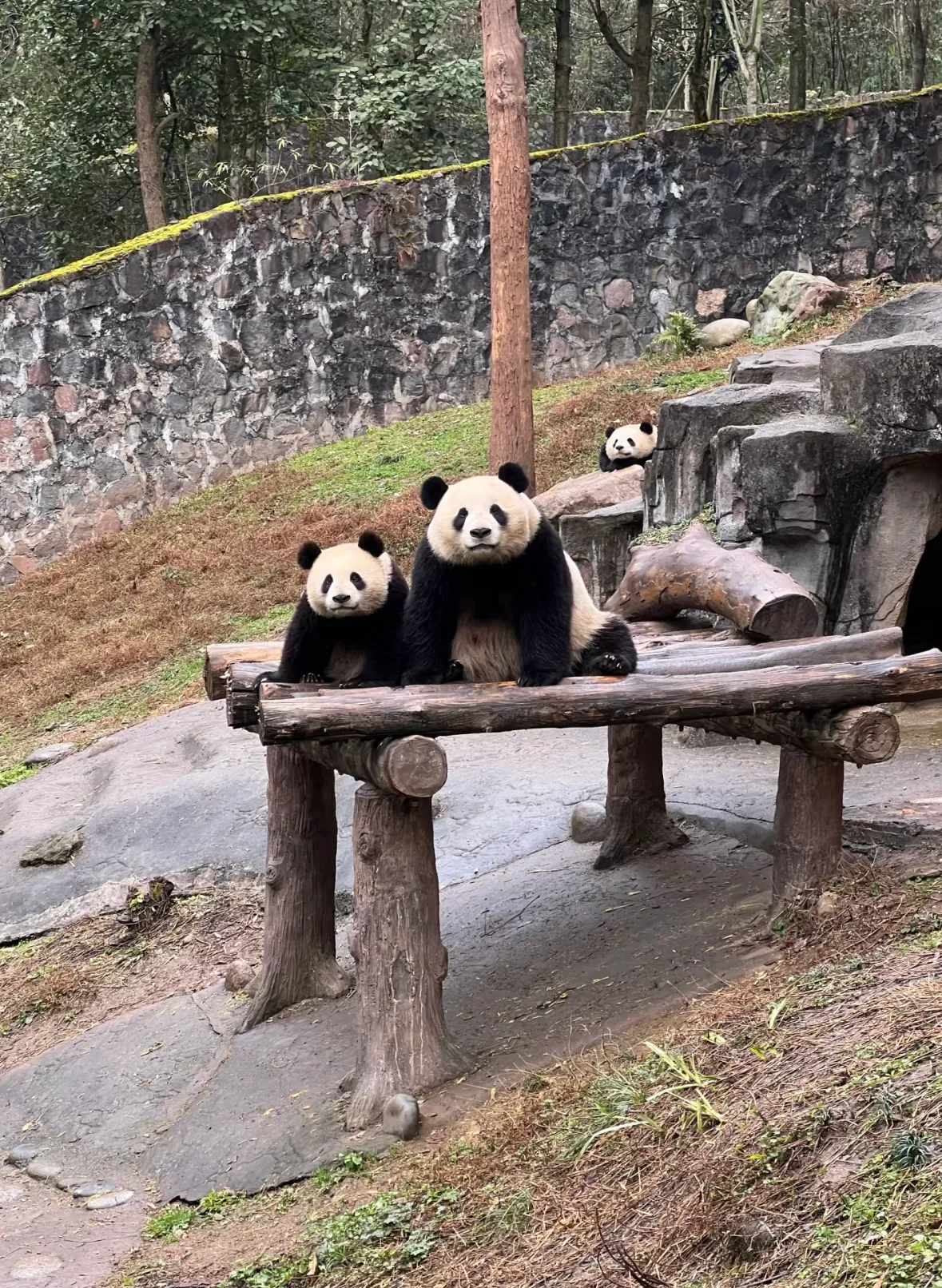 为什么要生个一模一样的？不对～三只都一模一样哈哈哈哈，既然都一模一样的，那就可以