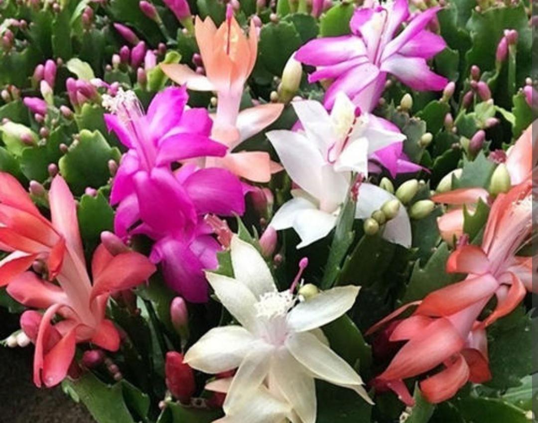 
开完花后的蟹爪兰，这样处理 还能再开一次。
蟹爪兰是 开花比较早的花卉，现在家