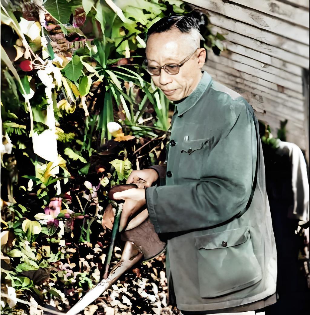 图为溥仪特赦后在北京植物园浇花劳动。 