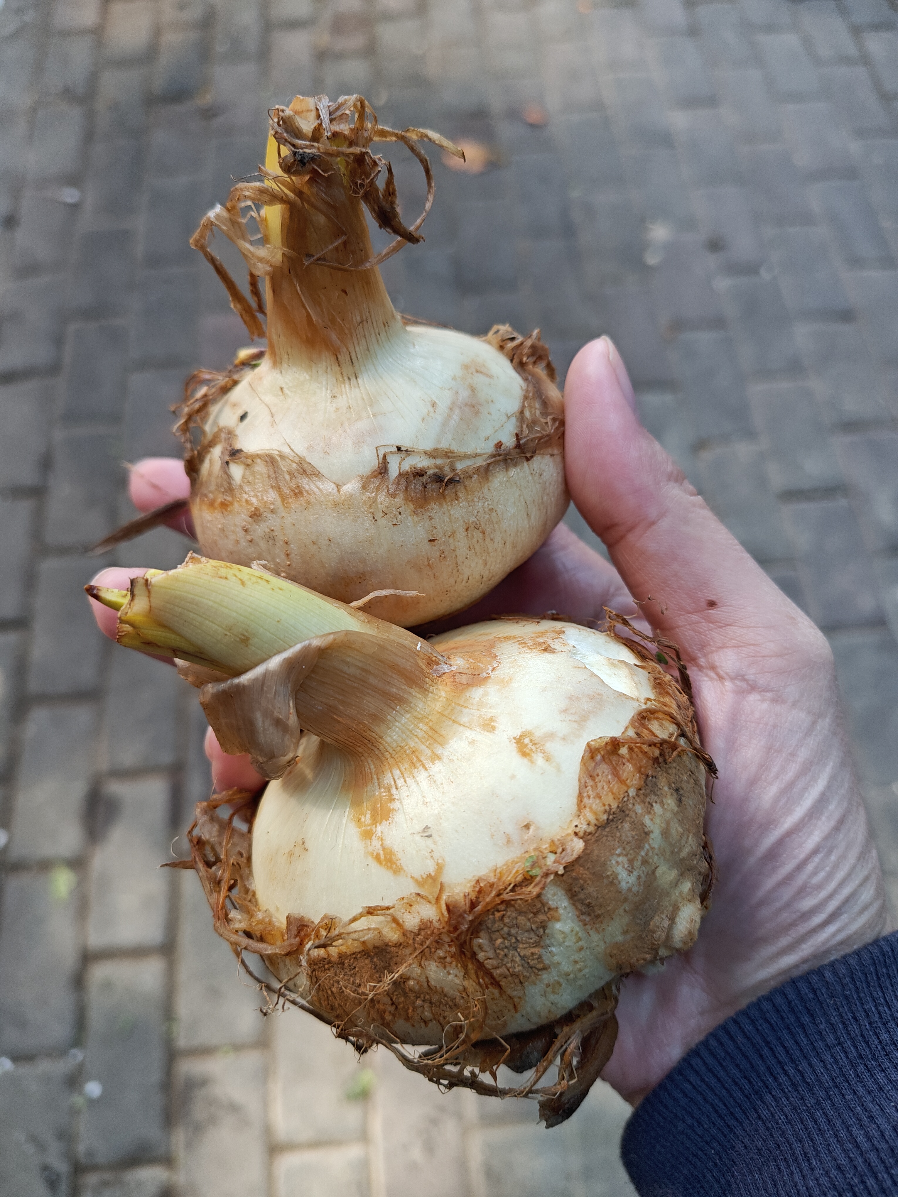 广州早市随拍：1、大茨菇，2、猪乸菜，3、农家姜，4、青骨柳叶菜心，5、金丝菊，