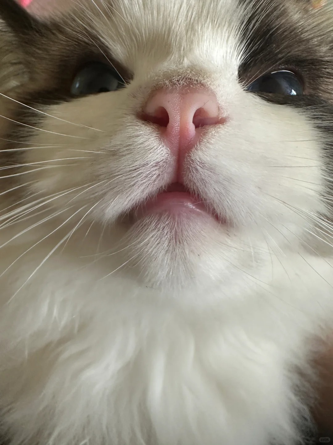 11:41确诊我家猫是智障
家人们 我家猫才五个月 整天呆痴痴的 走路跳跃也很缓