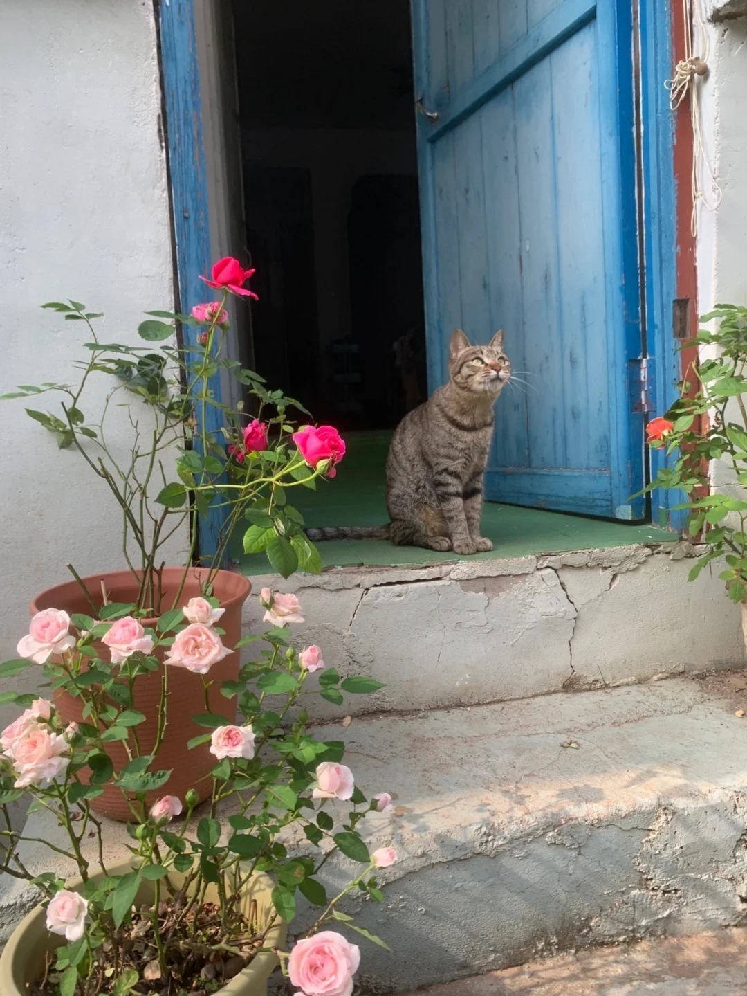 小猫守着它的院子🐈 ​​​