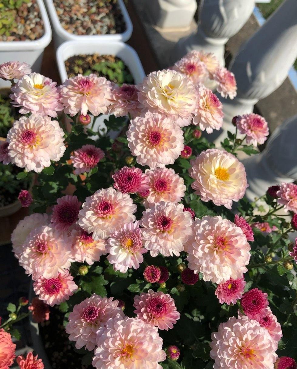 

花园菊，别名球菊，专为花园种植、阳台盆栽观赏而生的园艺品种，长得不高，只有3
