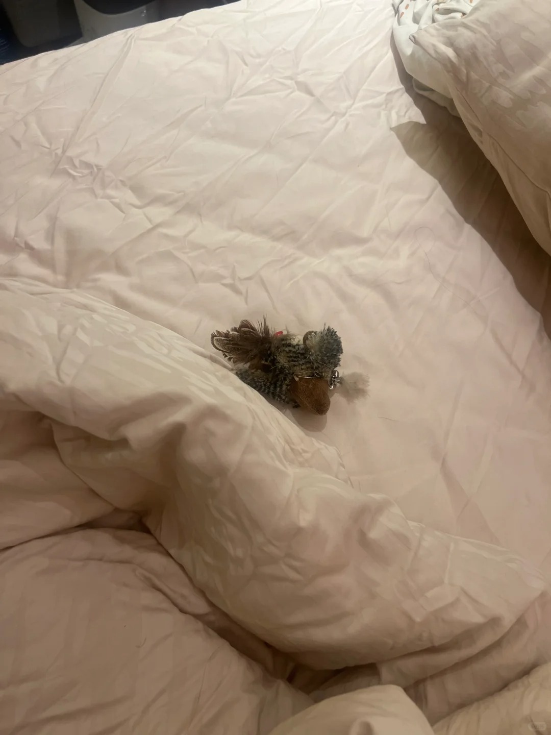 小猫为啥频繁把它的阿贝贝放在床上