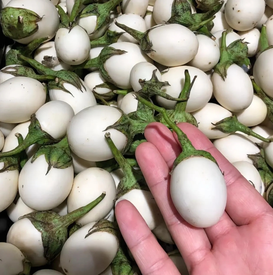 这是啥东西，第一次看到。有认识的友友吗？