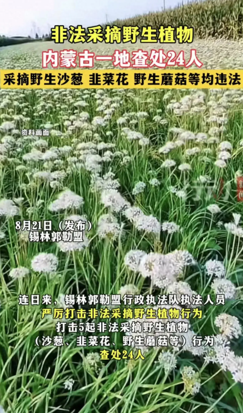 内蒙古有24个人因为采摘沙葱和韭菜花被查了！扯淡的事情很专业，专业的事情很扯谈！