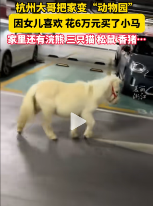 “当爸爸的都卷成这样了？”浙江杭州，女儿喜欢小马宝莉，爸爸直接花 6万给她买了一