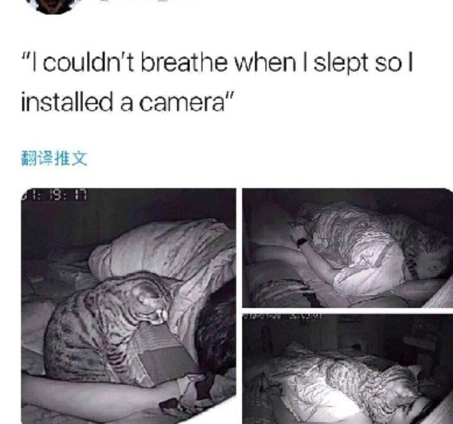 原来猫才是罪魁祸首
