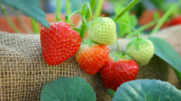 博润科技|虾青素—赋予草莓天然色彩与甜蜜