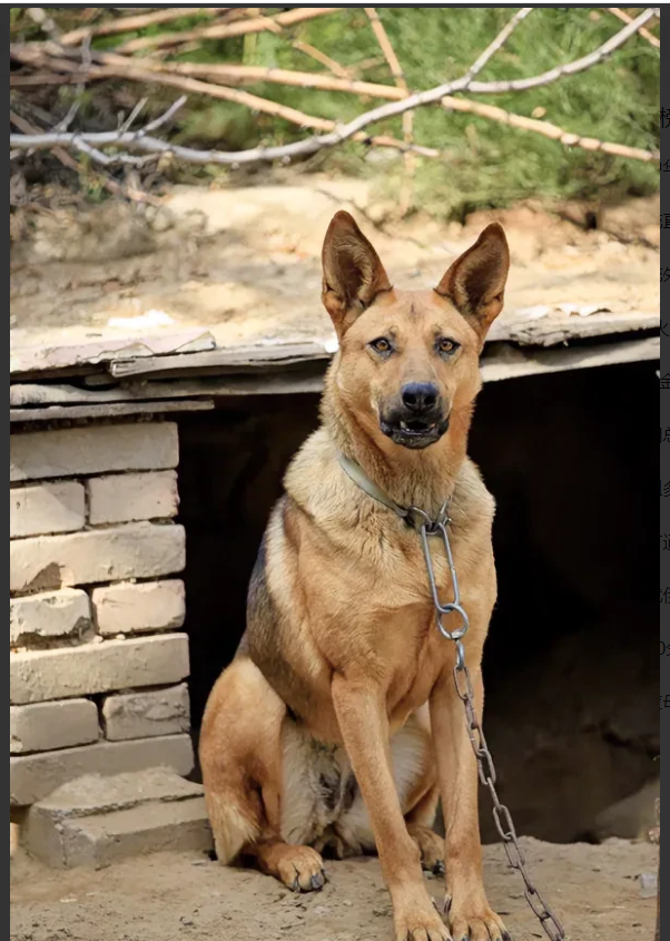 河南，一男子到农家饭店吃饭，在就餐期间，到饭店后面旱厕方便时，竟被店主人圈养的狼