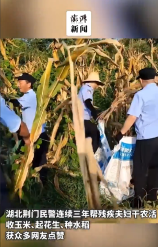 这几个警察出名了！2024年湖北一残疾夫妻因为生病住院而耽误收玉米，经过治疗康复