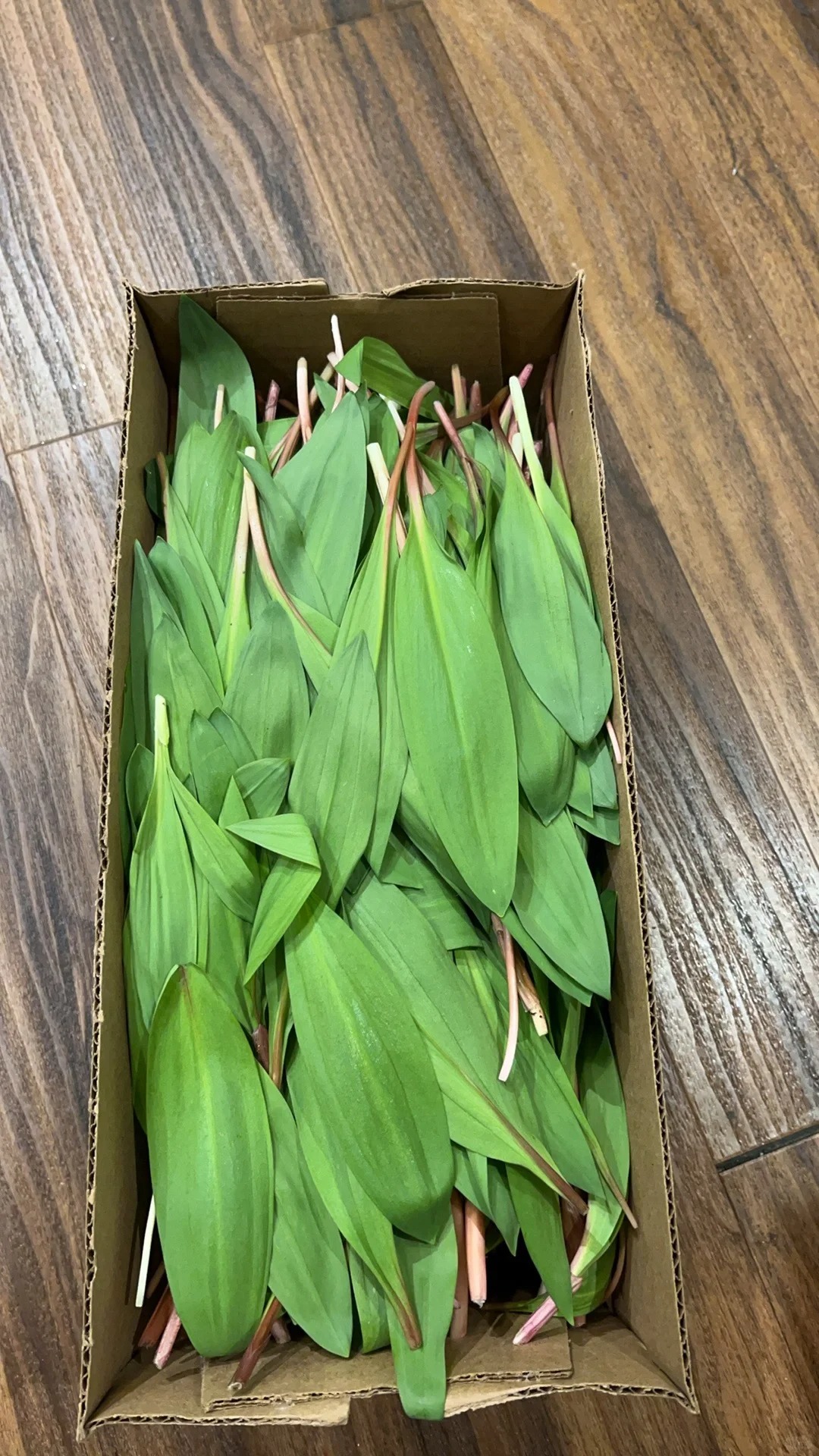 加拿大野韭菜有毒？
#加拿大生活 #食物中毒 昨天刚去林子里摘了野韭菜，做了几锅