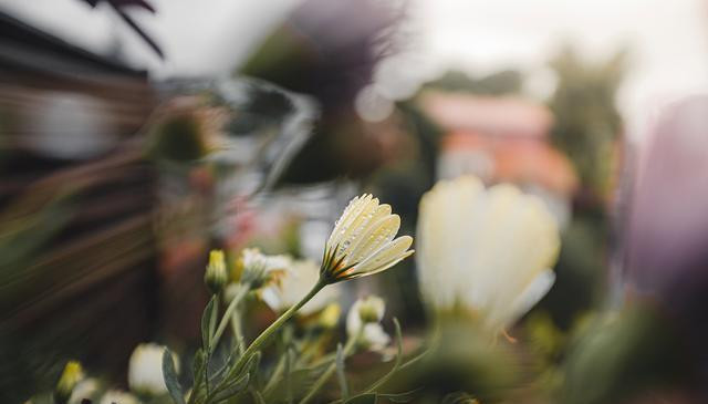 语文积累摘抄优美句子