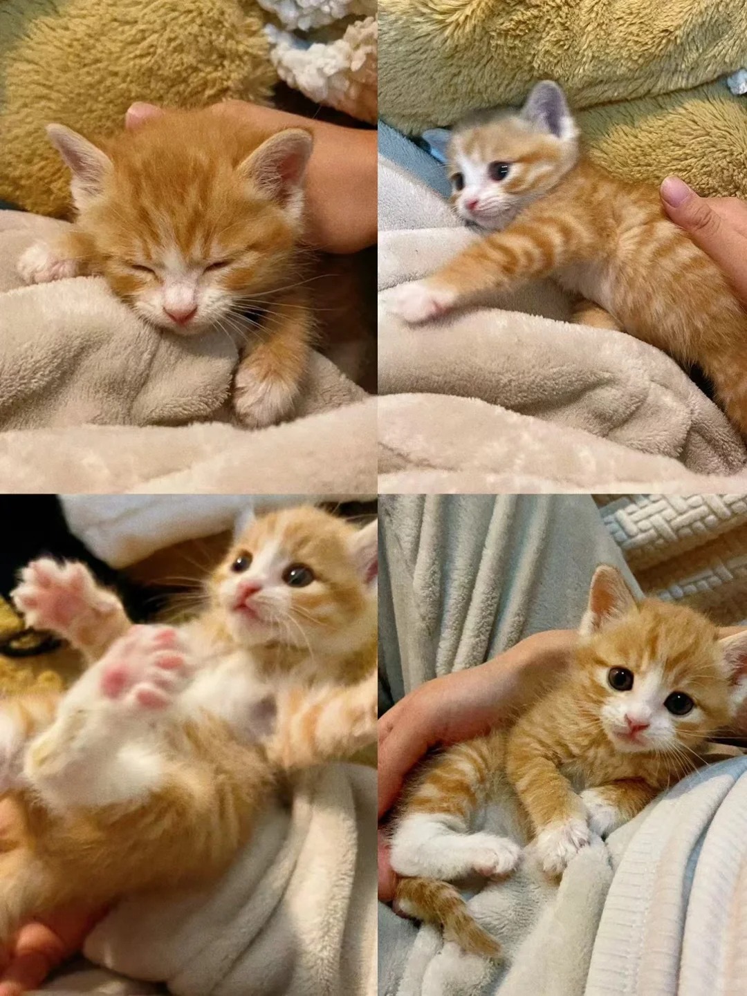田园猫真的不可爱吗？
捡到的小奶猫 刚开始是小天使 现在是小恶魔